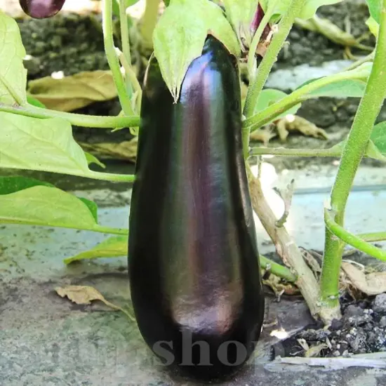 seminte vinete pana corbului