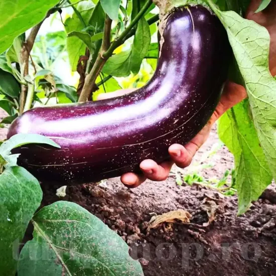 seminte vinete pana corbului1