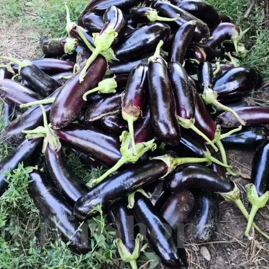 seminte vinete pana corbului2