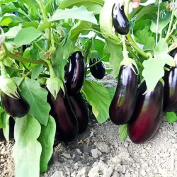 Pachet XXL seminte vinete Pana Corbului 2.000buc.