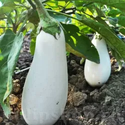 Seminte vinete Halflong White 200buc.
