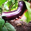 solanum melongena pana corbului pulp─Г fina fara amaraciune 110x110