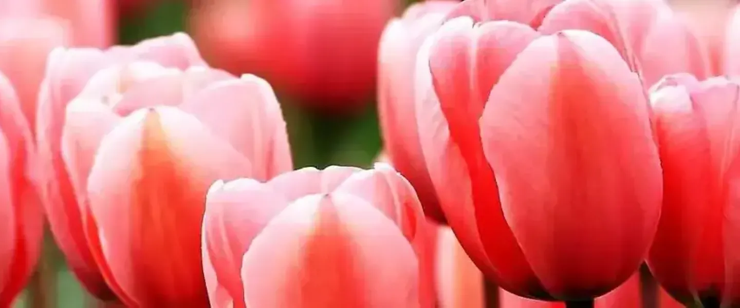 Bulbi de flori de toamna online Tulipshop