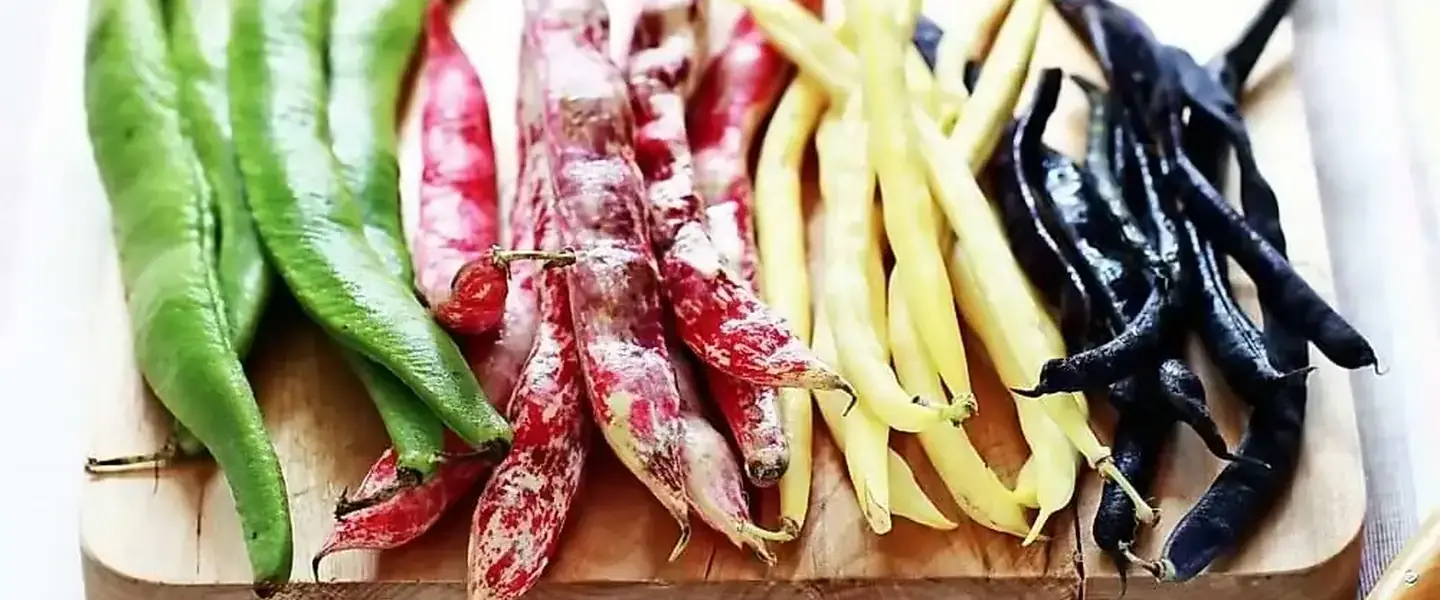 Seminte legume online Tulipshop