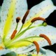 Bulbi Crini (Lilium)