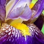 Bulbi Iris (Stanjenel)