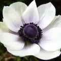 Bulbi Anemone