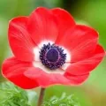 Bulbi Anemone