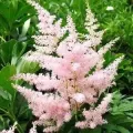 Bulbi Astilbe
