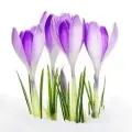 Bulbi Branduse (Crocus)