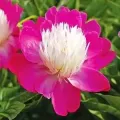 Bulbi Bujori (Paeonia)