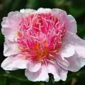 Bulbi Bujori (Paeonia)