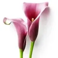 Bulbi Cala (Zantedeschia)
