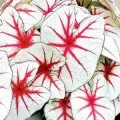 Bulbi Caladium