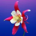 Bulbi Caldarusa (Aquilegia)