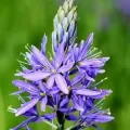 Bulbi Camassia