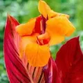 Bulbi Canna