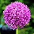 Bulbi Allium (Ceapa decorativa)