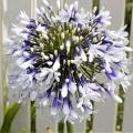 Bulbi Agapanthus (Crin African)