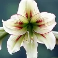 Bulbi Amaryllis