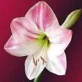 Bulbi Amaryllis