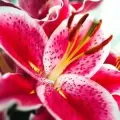 Bulbi Crini (Lilium)