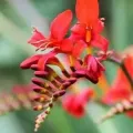 Bulbi Crocosmia