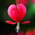 Bulbi Dicentra