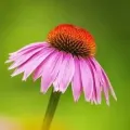 Bulbi Echinacea