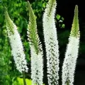 Bulbi Eremurus