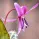 Bulbi Erythronium