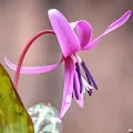 Bulbi Erythronium