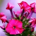 Bulbi Flox (Phlox)