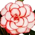 Bulbi Begonia