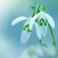 Bulbi Ghiocei (Galanthus)