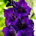 Bulbi Gladiole