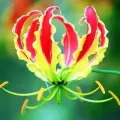 Bulbi Gloriosa