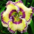 Bulbi Hemerocallis (Crin de Zi)