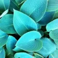 Bulbi Hosta (Crin toamna)