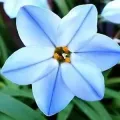 Bulbi Ipheion
