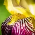 Bulbi Iris (Stanjenel)