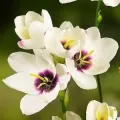 Bulbi Ixia