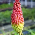 Bulbi Kniphofia (Crin Faclie)