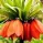 Bulbi Lalele Imperiale (Fritillaria)