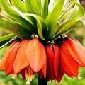 Bulbi Lalele Imperiale (Fritillaria)