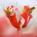 Bulbi Lalele (Tulip)
