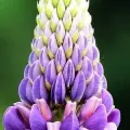 Bulbi Lupin