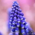 Bulbi Muscari