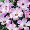 Bulbi Oxalis