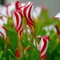 Bulbi Oxalis